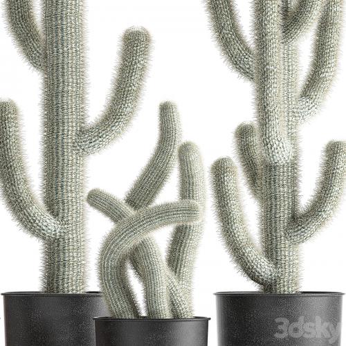 Collection of plants fluffy cacti in black pots, indoor Cleistocactus. Set 840.