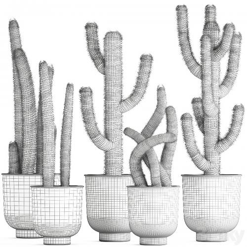 Collection of plants fluffy cacti in black pots, indoor Cleistocactus. Set 840.