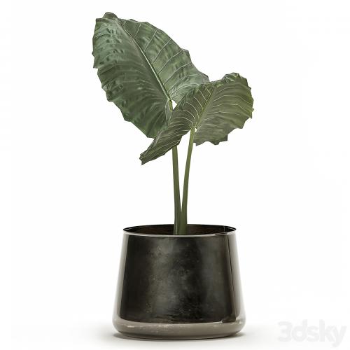 A collection of beautiful lush exotic flowers in black metal pots Alokasia. Set 881