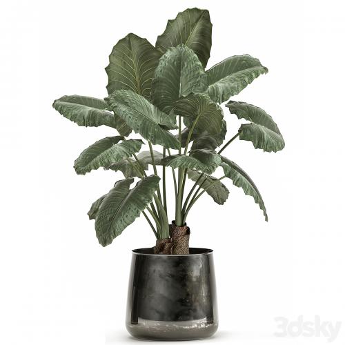 A collection of beautiful lush exotic flowers in black metal pots Alokasia. Set 881