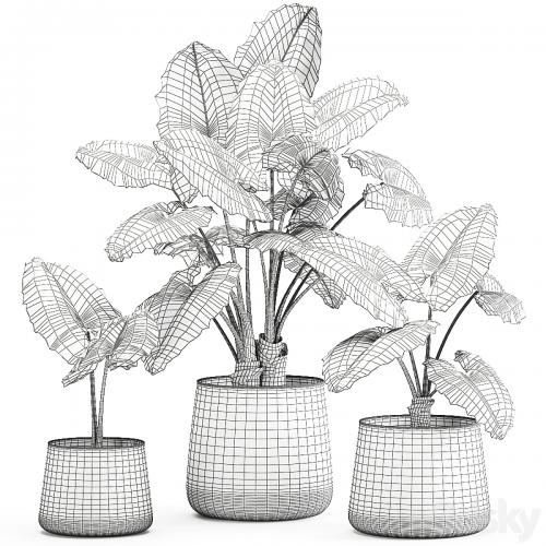 A collection of beautiful lush exotic flowers in black metal pots Alokasia. Set 881