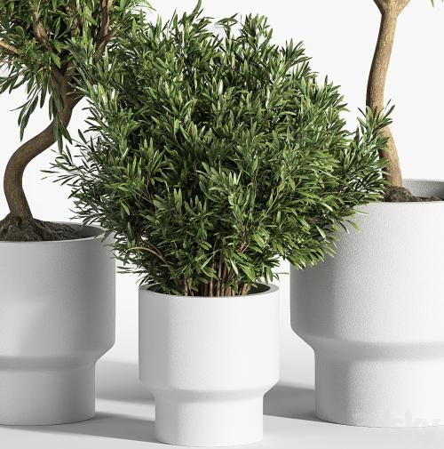 indoor plant olive set 04