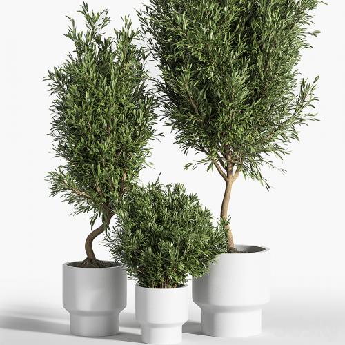 indoor plant olive set 04