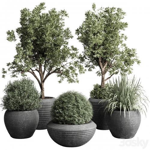 Collection indoor outdoor plant 120 plant tree grass vase dirty concrete