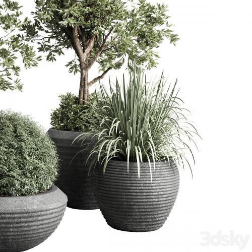 Collection indoor outdoor plant 120 plant tree grass vase dirty concrete