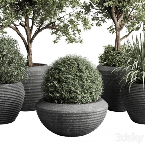 Collection indoor outdoor plant 120 plant tree grass vase dirty concrete