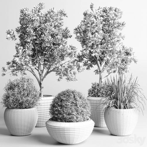 Collection indoor outdoor plant 120 plant tree grass vase dirty concrete