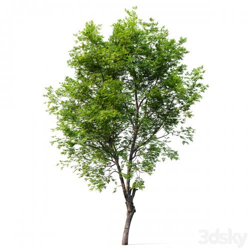 Fraxinus excelsior 02