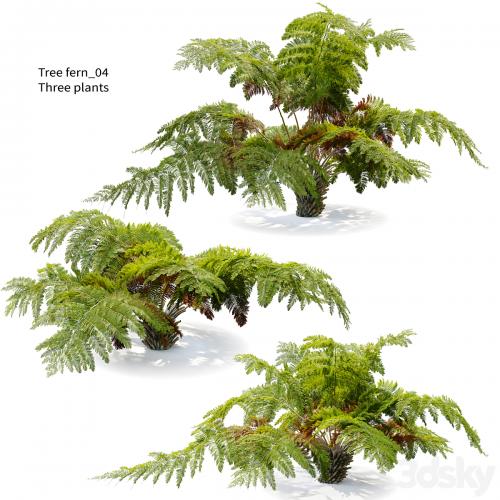 tree fern 04