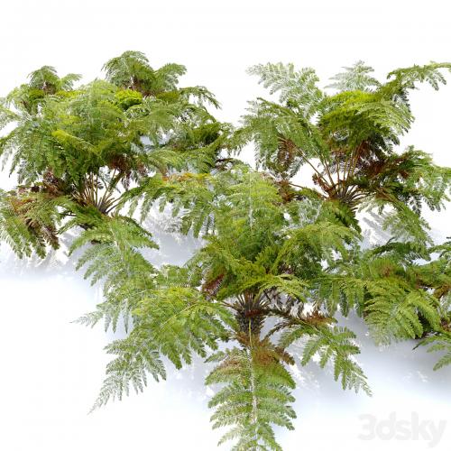 tree fern 04