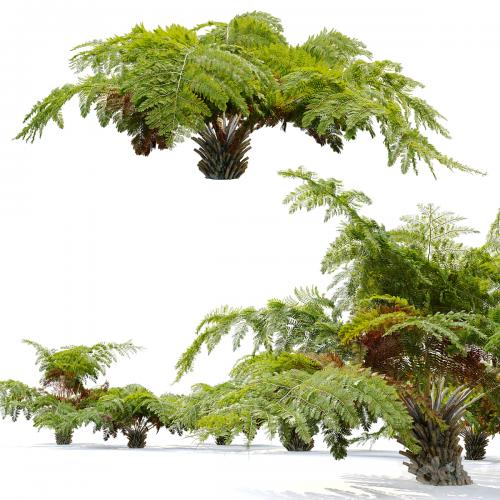 tree fern 04