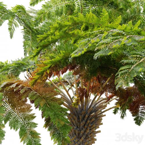 tree fern 04