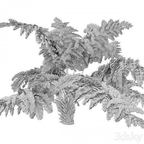 tree fern 04