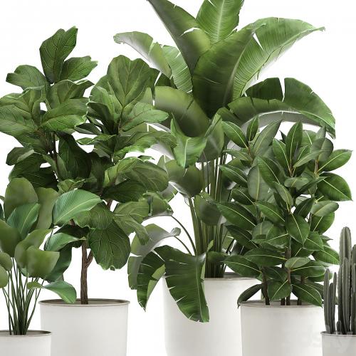 Collection of plants in white pots with banana palm, ficus tree, Strelitzia. Set 906.