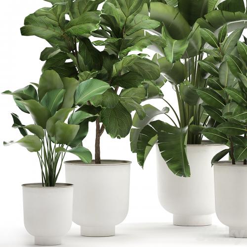 Collection of plants in white pots with banana palm, ficus tree, Strelitzia. Set 906.