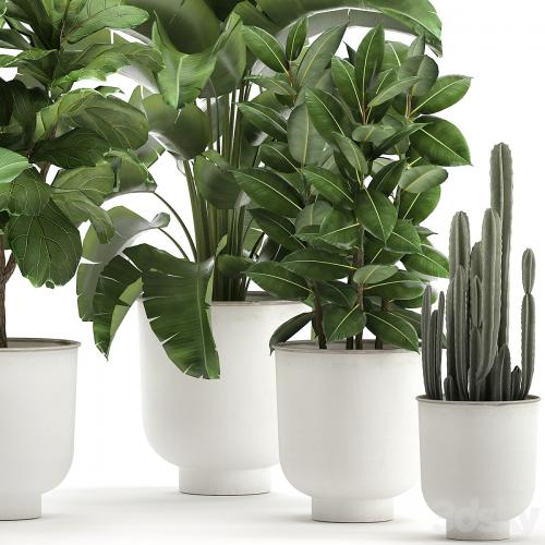 Collection of plants in white pots with banana palm, ficus tree, Strelitzia. Set 906.