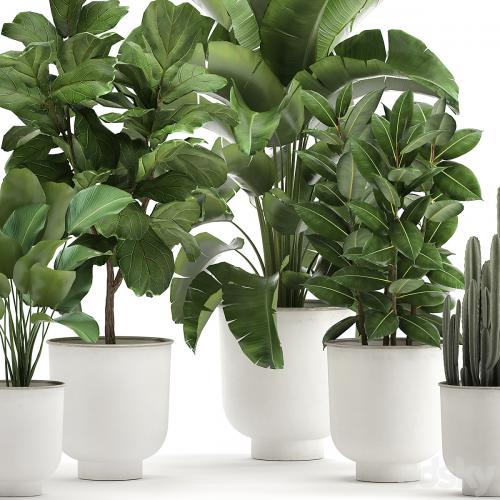 Collection of plants in white pots with banana palm, ficus tree, Strelitzia. Set 906.