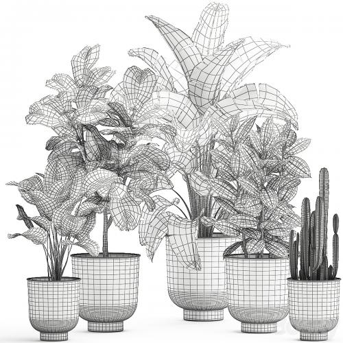 Collection of plants in white pots with banana palm, ficus tree, Strelitzia. Set 906.