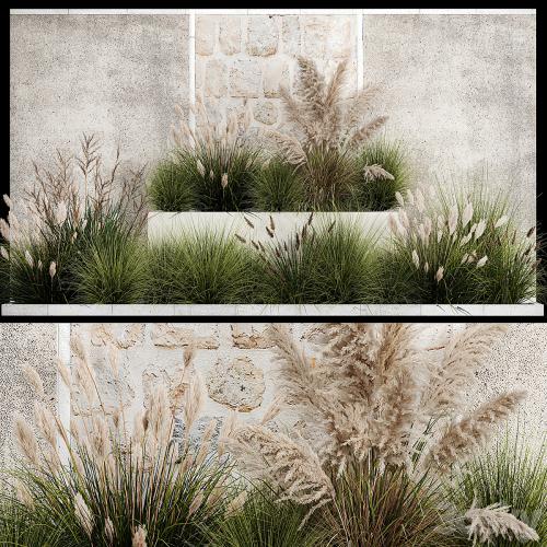 Collection of flowerbed plants and bushes with grass for landscaping, pampas grass, cortaderia and white reeds. 1126.