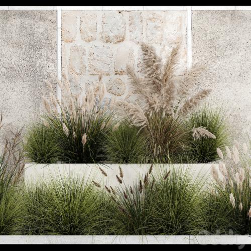 Collection of flowerbed plants and bushes with grass for landscaping, pampas grass, cortaderia and white reeds. 1126.