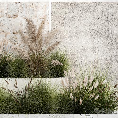 Collection of flowerbed plants and bushes with grass for landscaping, pampas grass, cortaderia and white reeds. 1126.