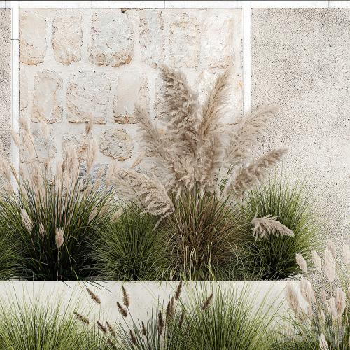 Collection of flowerbed plants and bushes with grass for landscaping, pampas grass, cortaderia and white reeds. 1126.