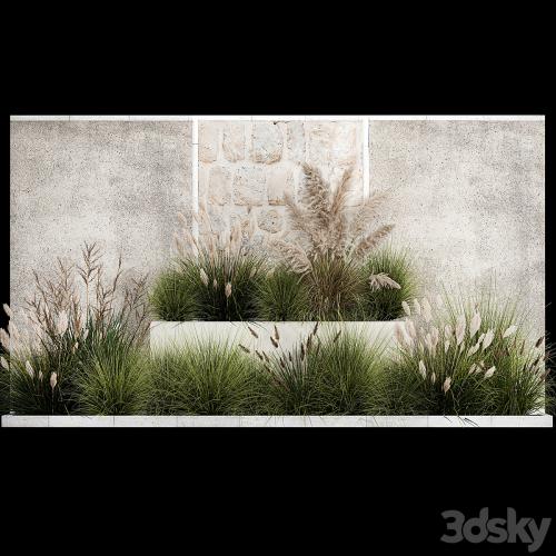 Collection of flowerbed plants and bushes with grass for landscaping, pampas grass, cortaderia and white reeds. 1126.