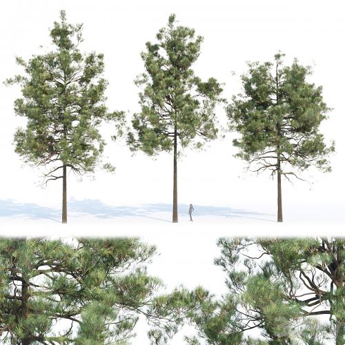 pine trees collection vol 11