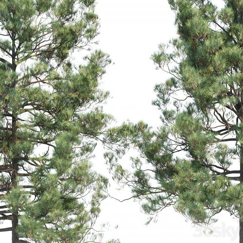 pine trees collection vol 11