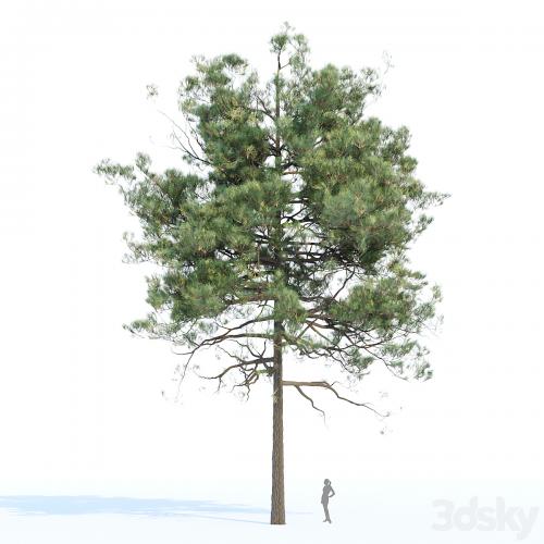 pine trees collection vol 11