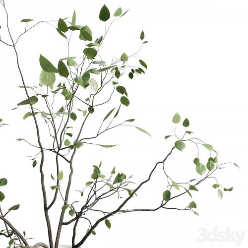 Branches plant with galss vase white - bouquet 22