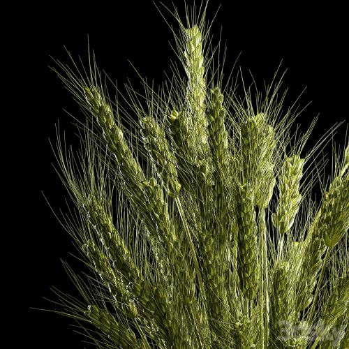 Bouquet of green flowers in a glass vase for decoration of wheat branches, spikelet. 265.