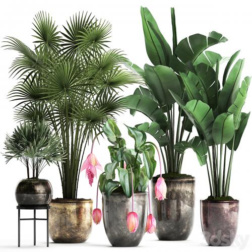 Plant Collection 373. Exotic plants, fan palm, banana, rapis, strelitzia, bush, luxury pot, flowerpot, decor, Raphis palm