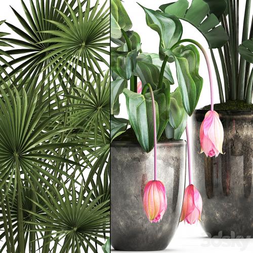 Plant Collection 373. Exotic plants, fan palm, banana, rapis, strelitzia, bush, luxury pot, flowerpot, decor, Raphis palm