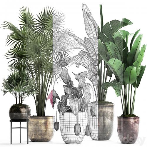 Plant Collection 373. Exotic plants, fan palm, banana, rapis, strelitzia, bush, luxury pot, flowerpot, decor, Raphis palm