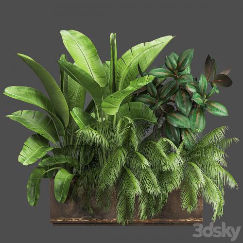 Collection of plants exotic thickets in a pot with strelitzia, palm, bushes, ficus, home garden. 1057.