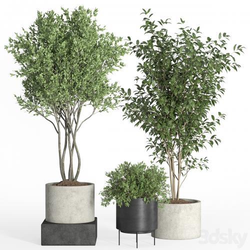 indoor plant set 35-concrete and metal pot