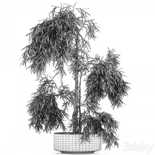 Decorative small weeping olive tree in a black concrete pot, topiary. Set 733.