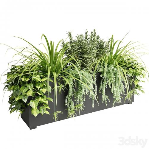 Indoor plants in outdoor boxes