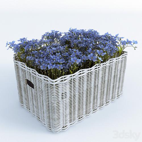 Basket with Forget-Me