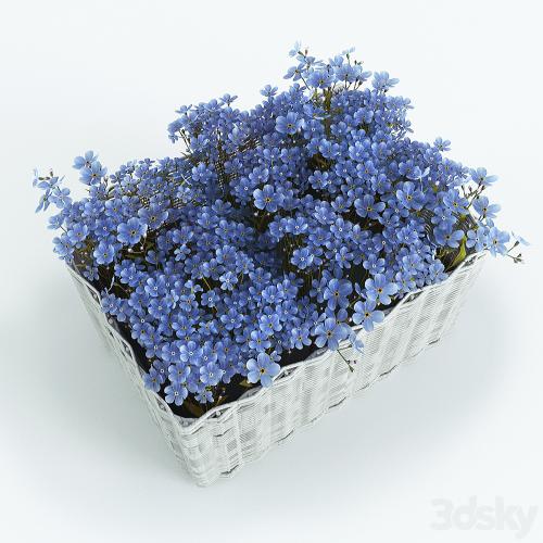 Basket with Forget-Me