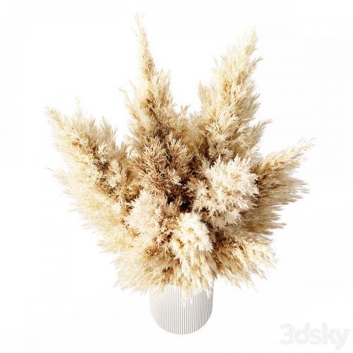 Dried Pampas Grass 02