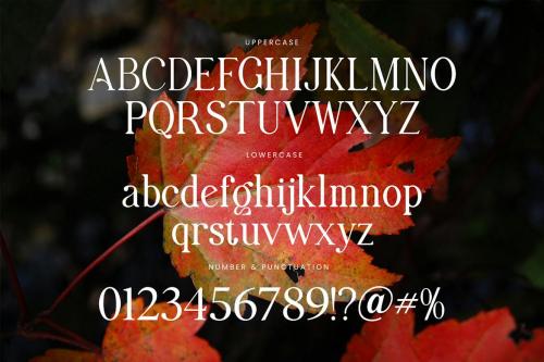 Maximum  Visionary Family Elegant Serif  Font