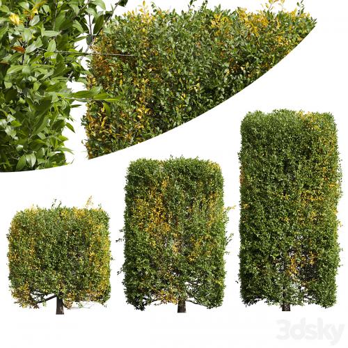 New Plant Ligustrum Quihoui Privet Pruned Box