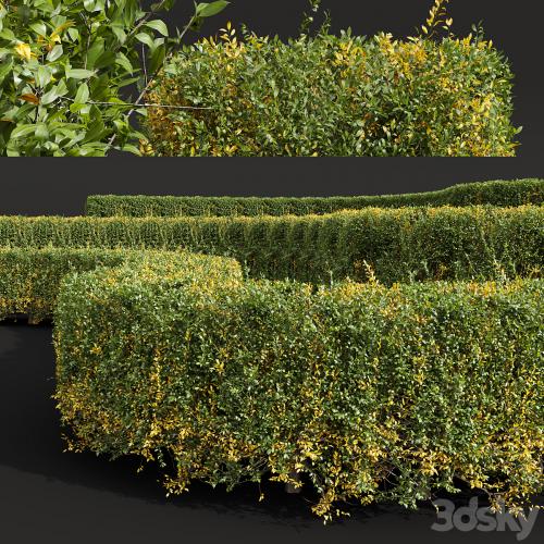 New Plant Ligustrum Quihoui Privet Pruned Box