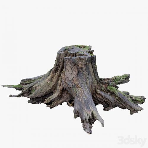 Large tree stump