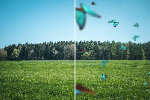 Flying Butterflies Overlays