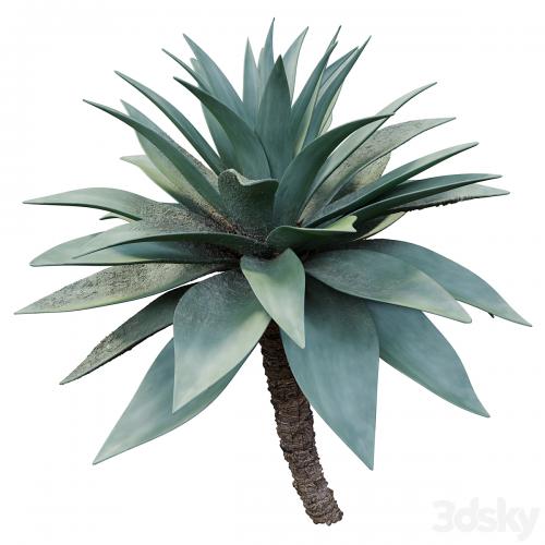 Agave 03