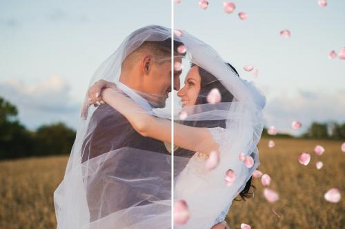 Pink Rose Petals Overlays