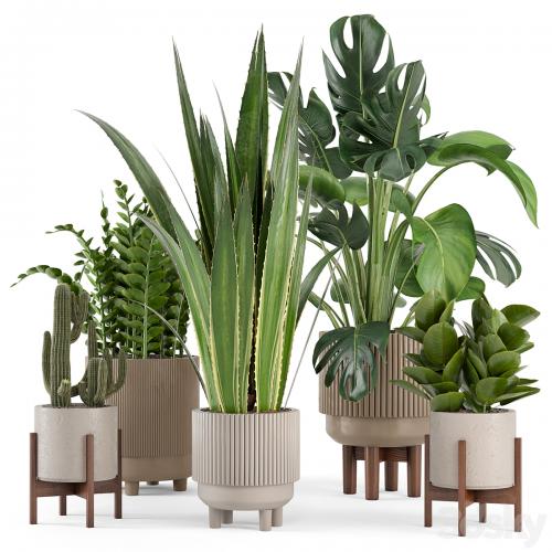 Indoor Plants in Standing Legs Small Bowl Concrete Pot - Set 245